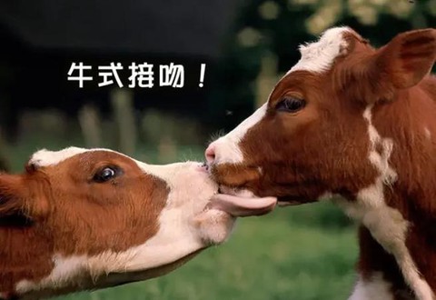 迷你世界牛怎么繁殖